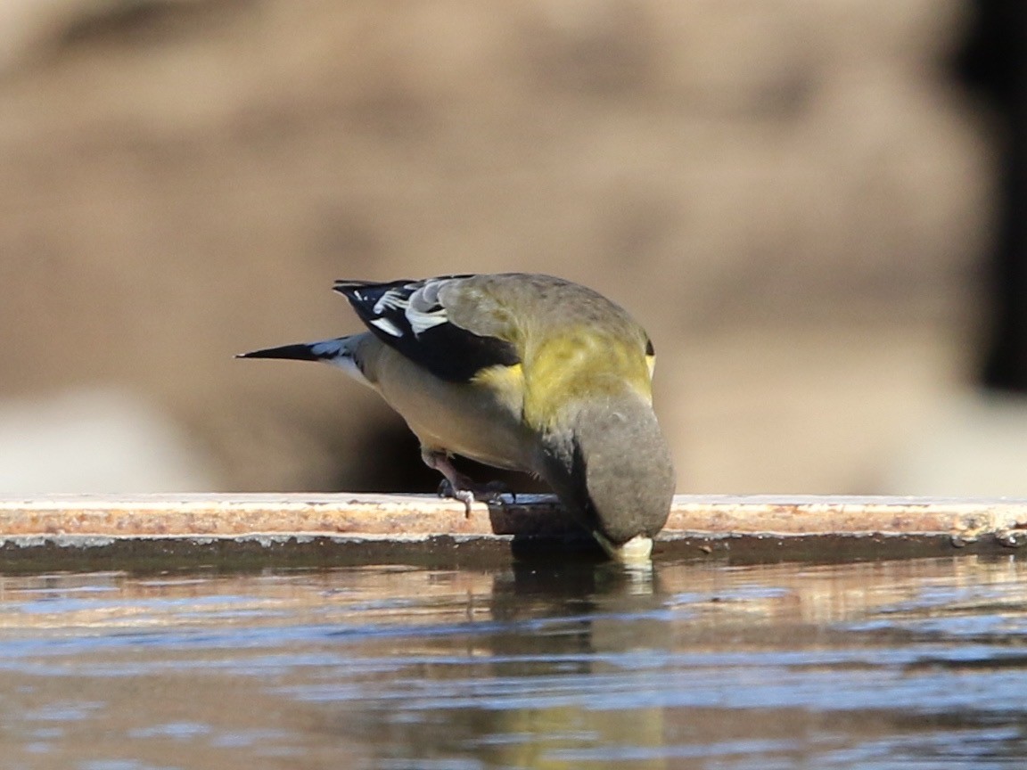 Evening Grosbeak - ML78766001