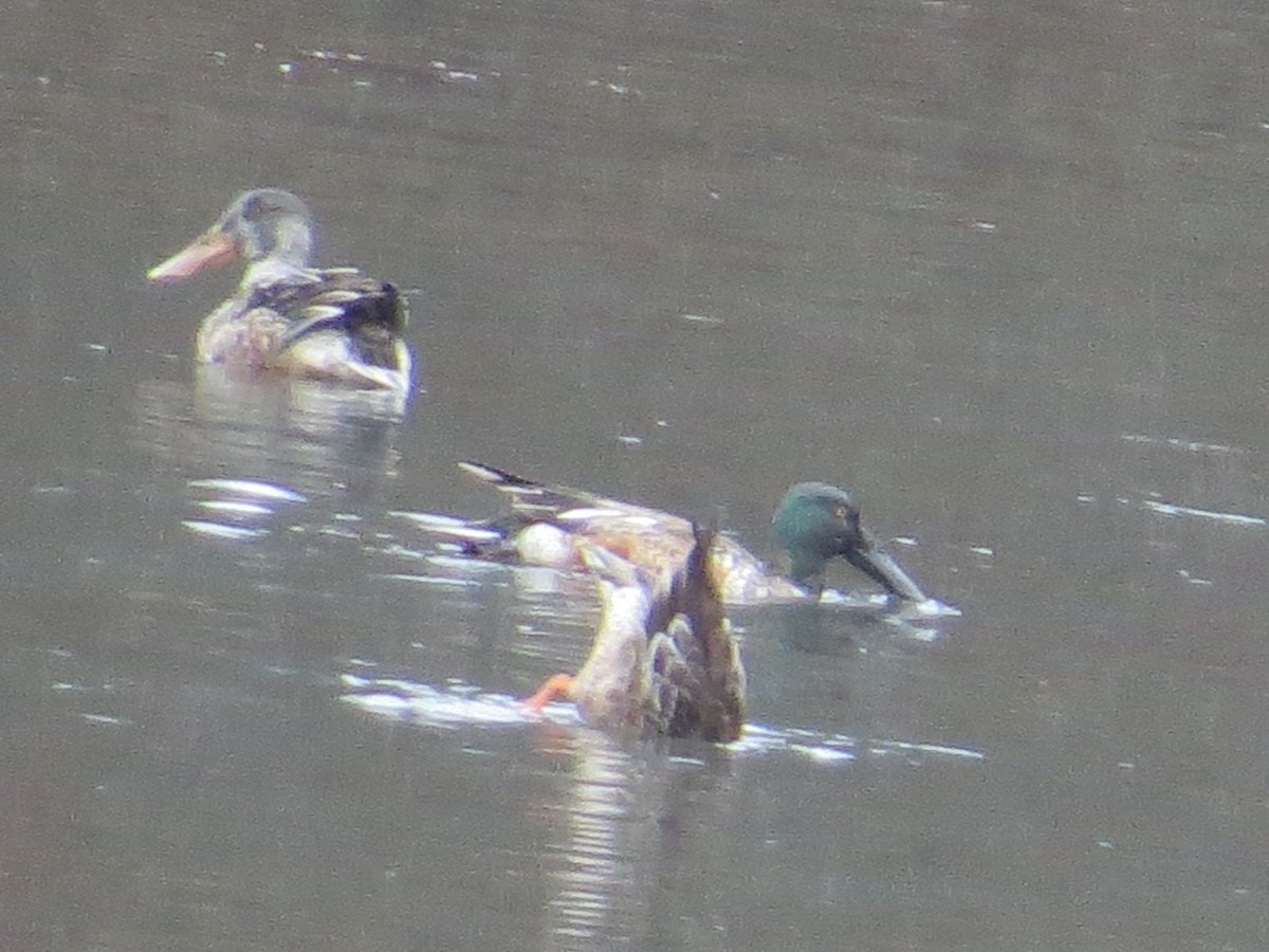 Northern Shoveler - Guy McGrane