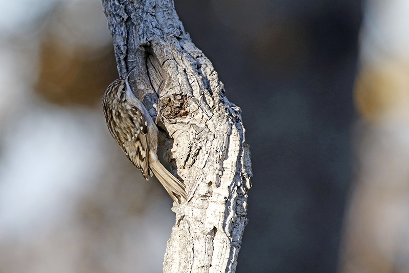 Short-toed Treecreeper - ML78769171