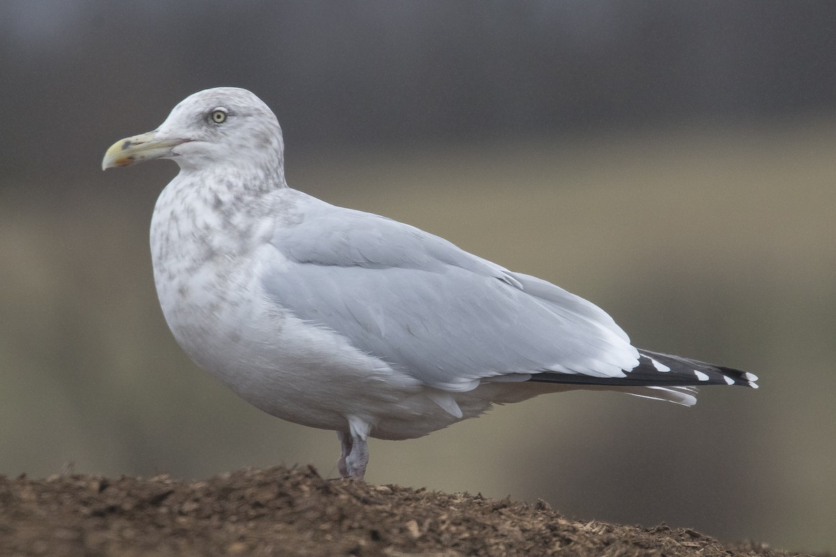 Herring Gull - Phil McNeil