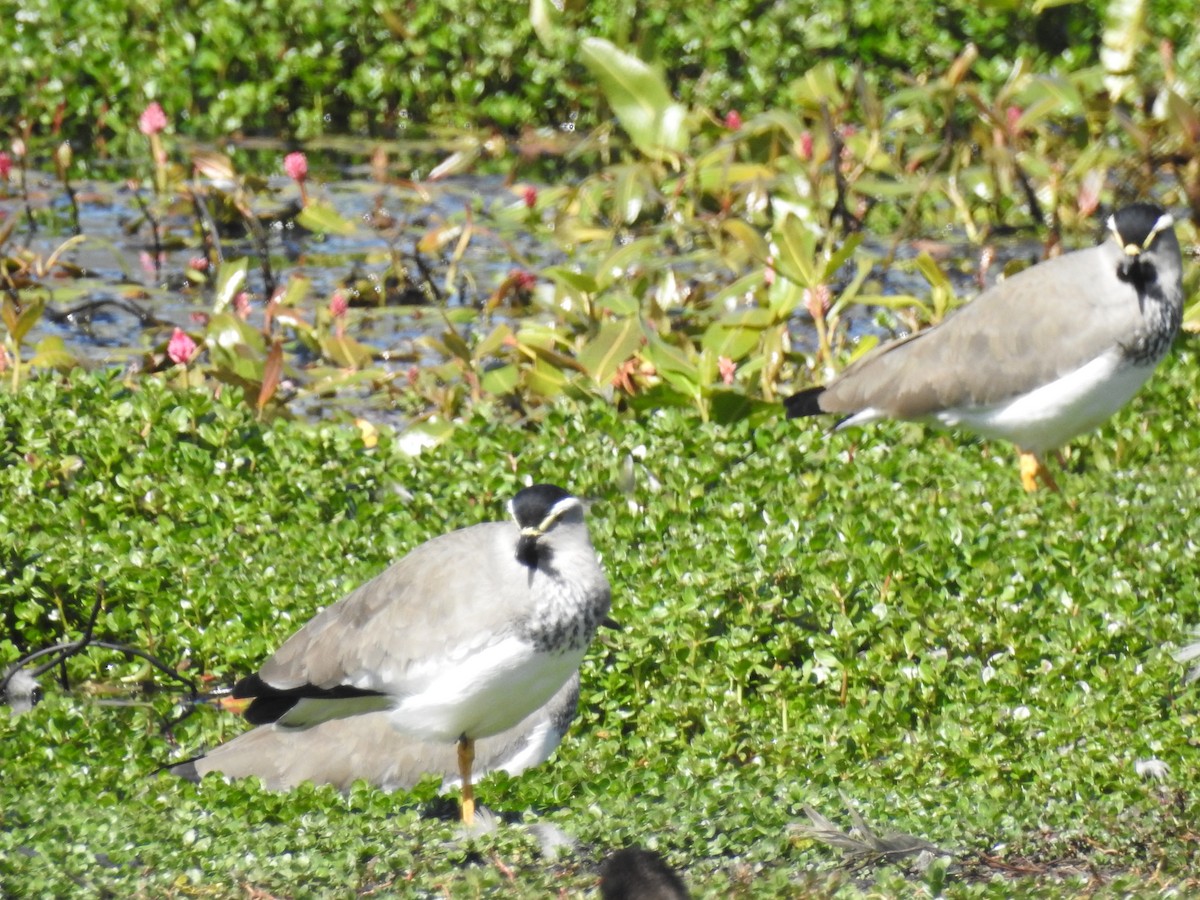 Spot-breasted Lapwing - ML78771421