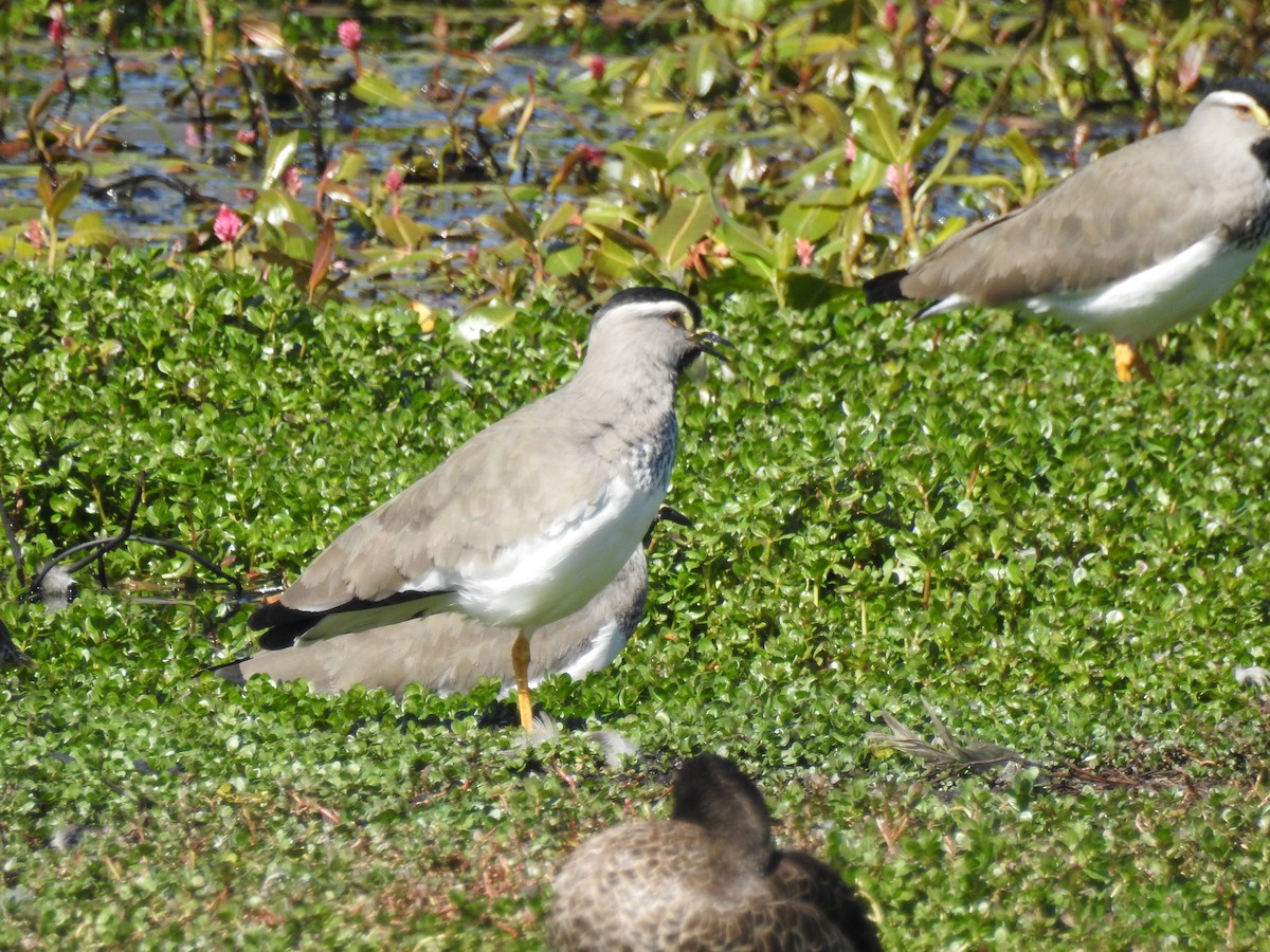 Spot-breasted Lapwing - ML78771431