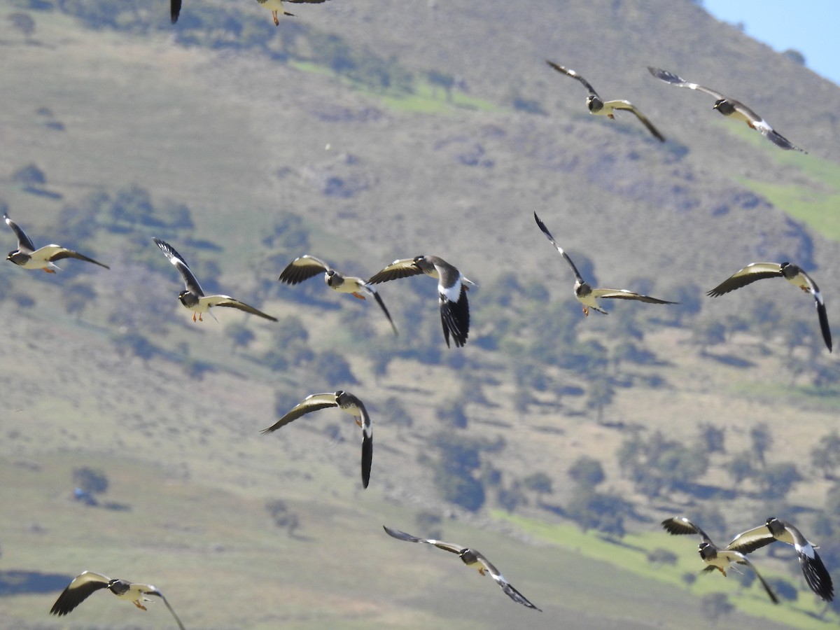 Spot-breasted Lapwing - ML78771461