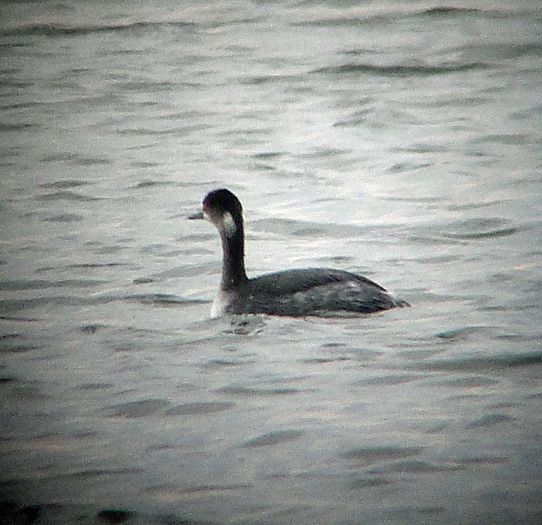 Eared Grebe - Gail Benson