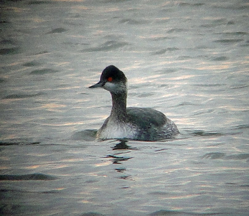 Eared Grebe - Gail Benson