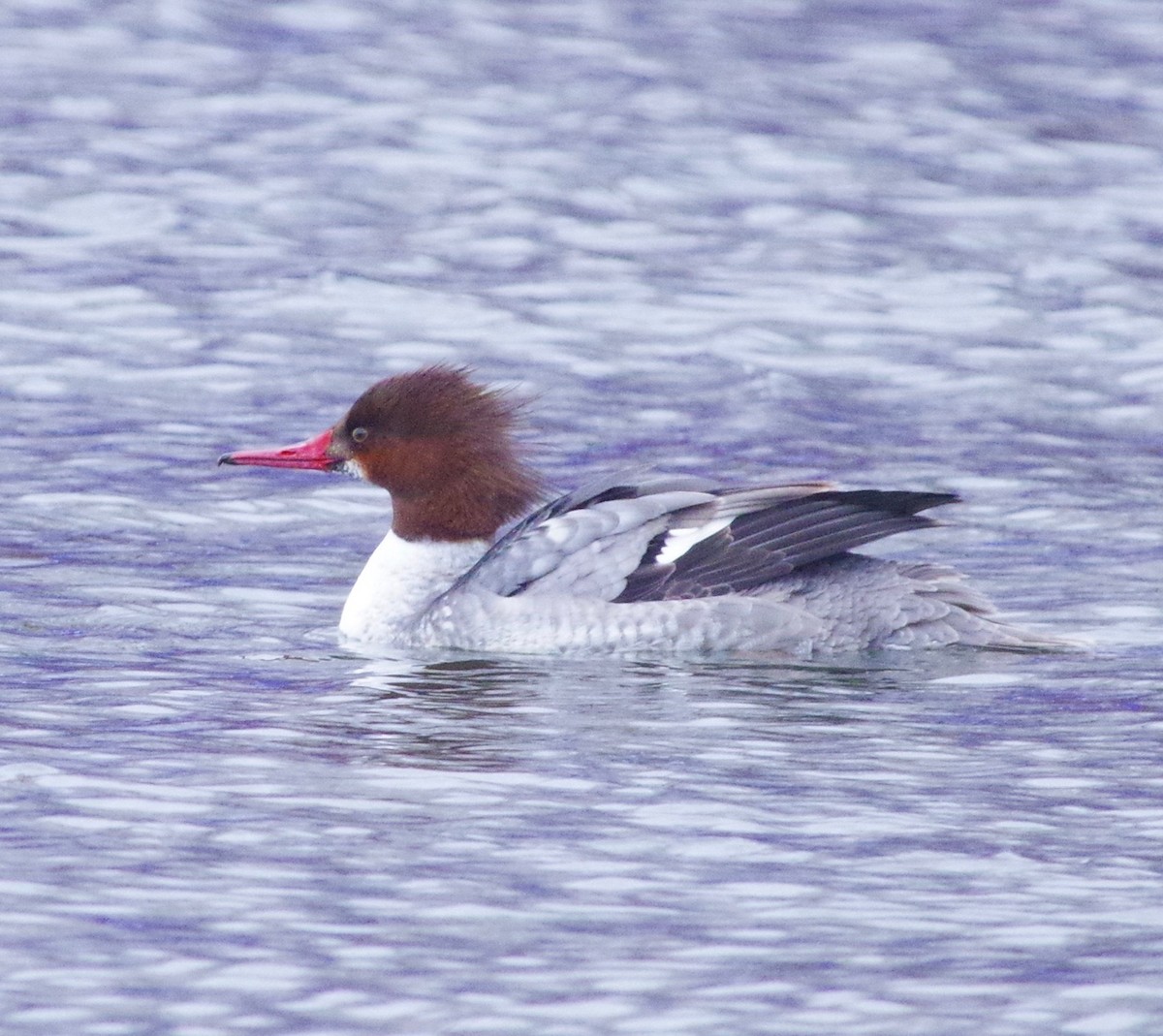 Common Merganser (North American) - Bill Purcell