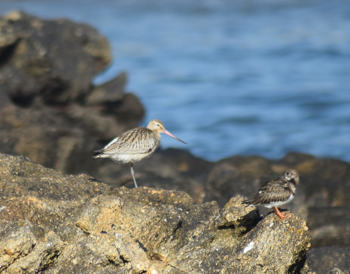 Bar-tailed Godwit - ML78774861