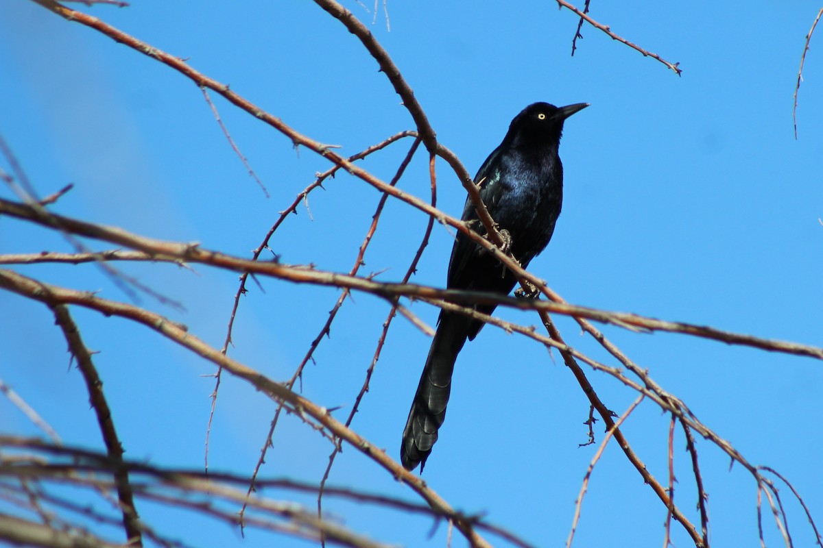 Great-tailed Grackle - ML78775281