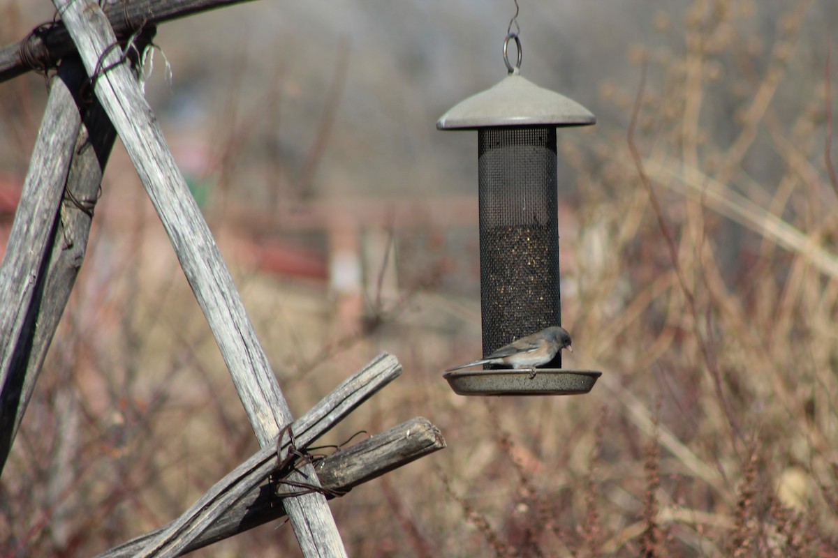 Dark-eyed Junco - ML78775381