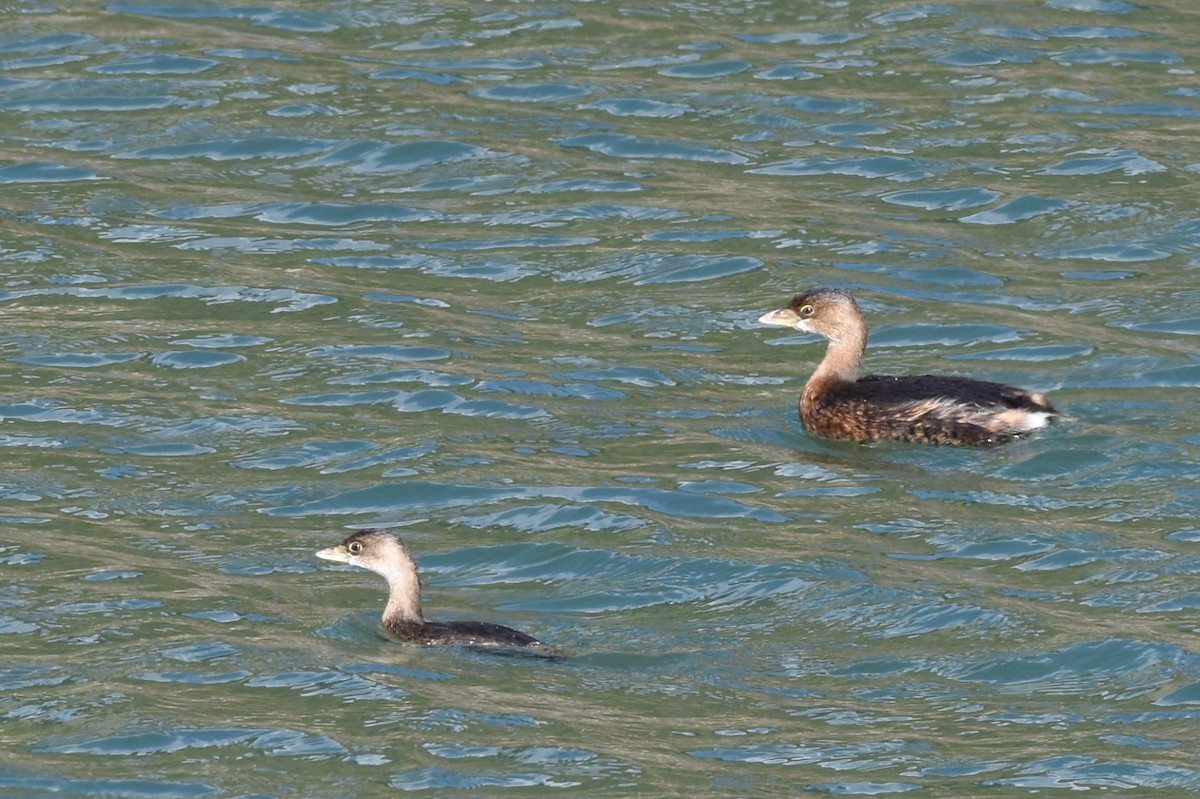 Pied-billed Grebe - George Gibbs