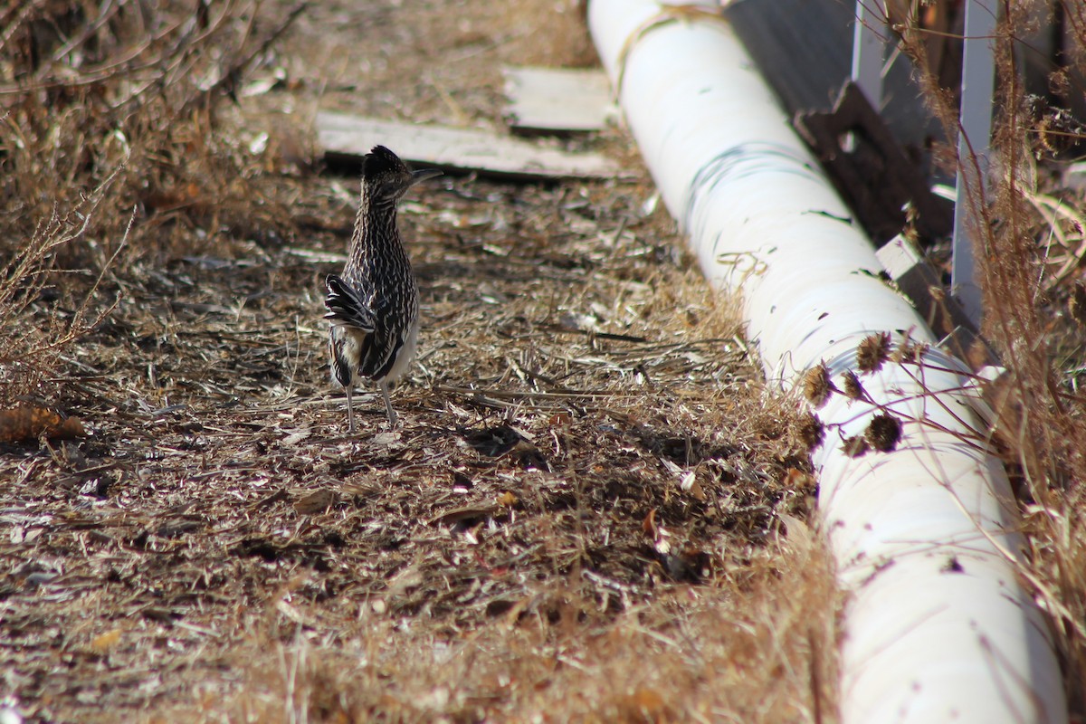 Greater Roadrunner - ML78775731