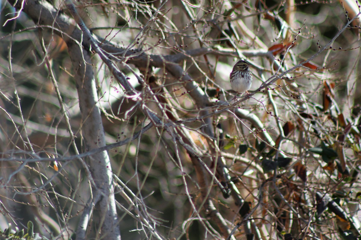 Savannah Sparrow - ML78775971