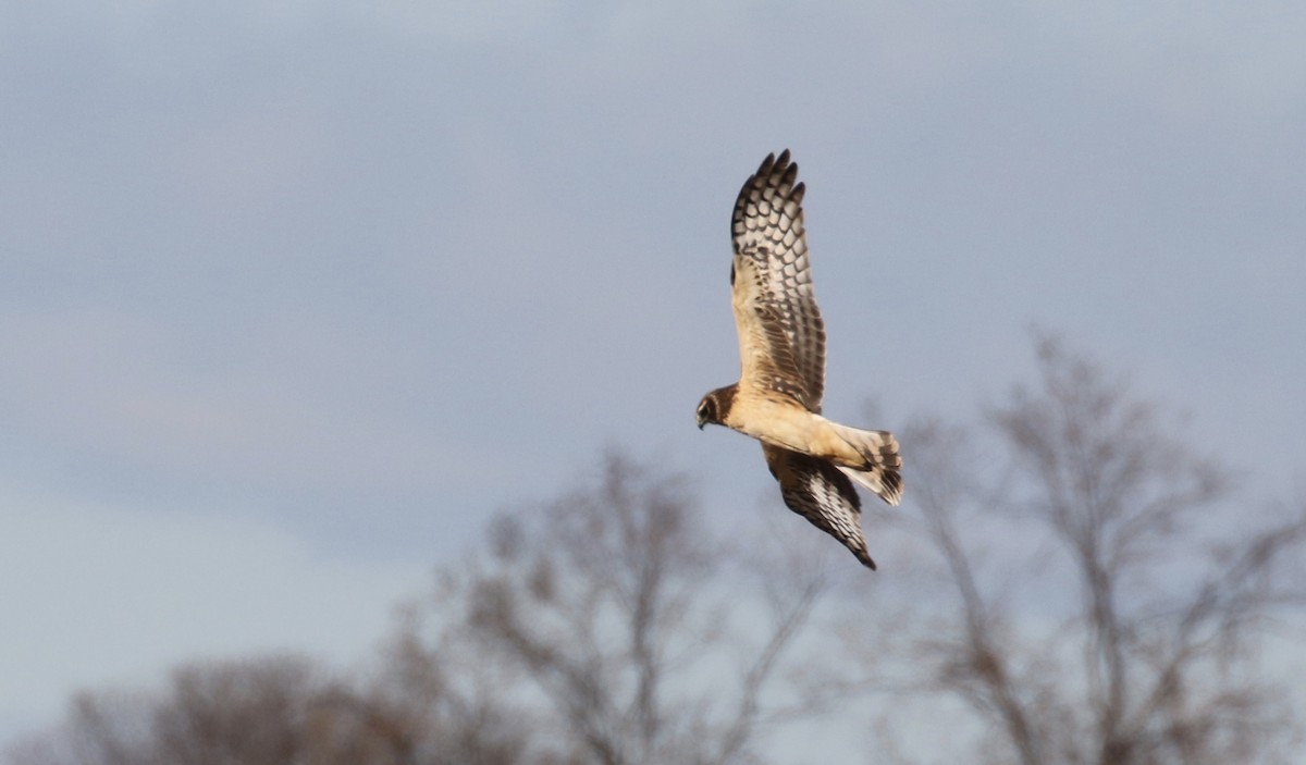 Northern Harrier - ML78779181