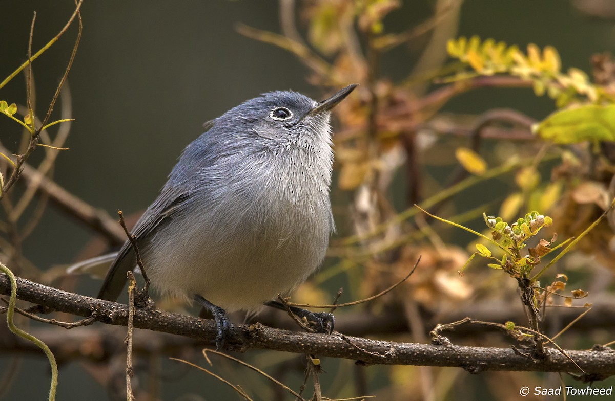 Gobemoucheron gris-bleu - ML78779701