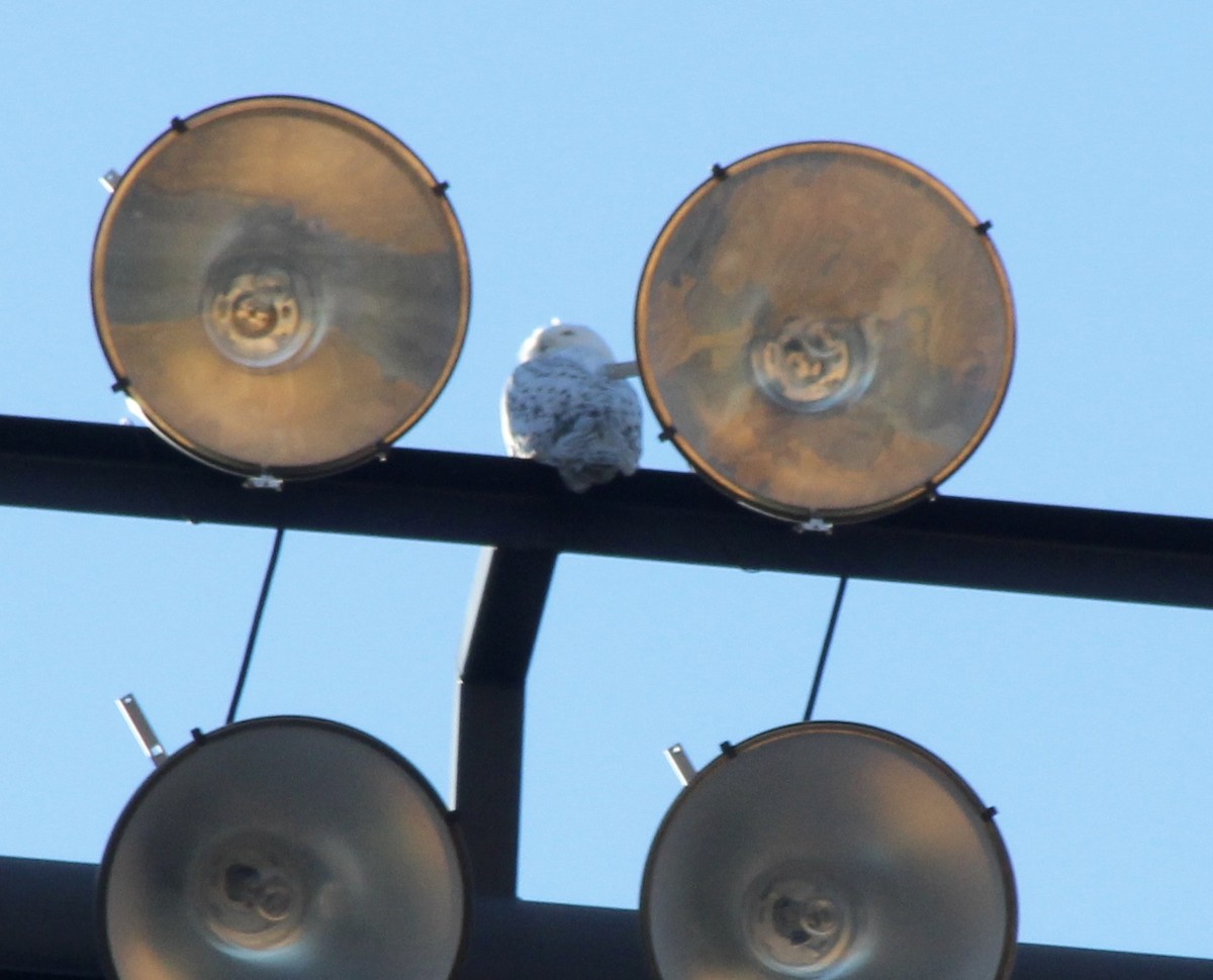 Snowy Owl - ML78781691