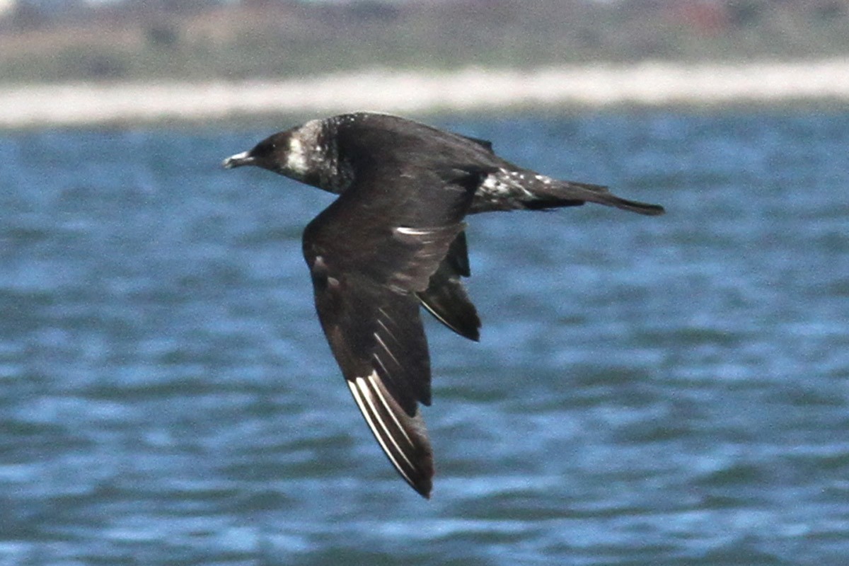 Pomarine Jaeger - Dave Patton