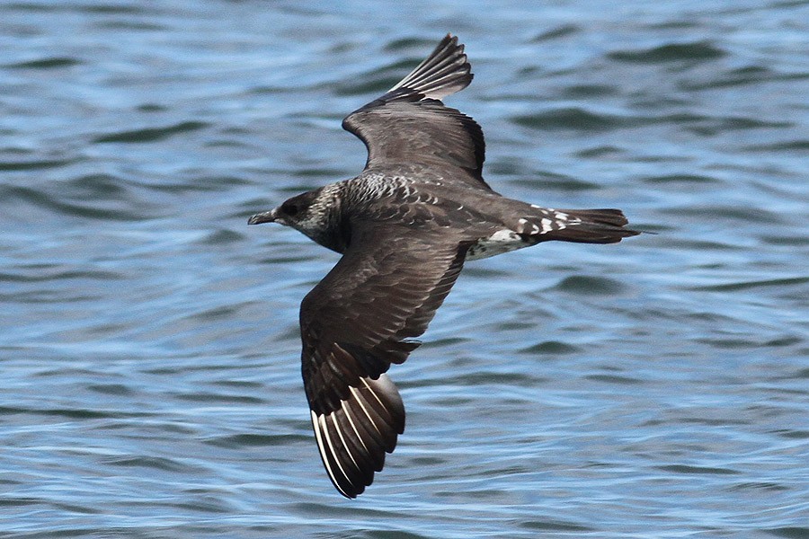 Pomarine Jaeger - Dave Patton