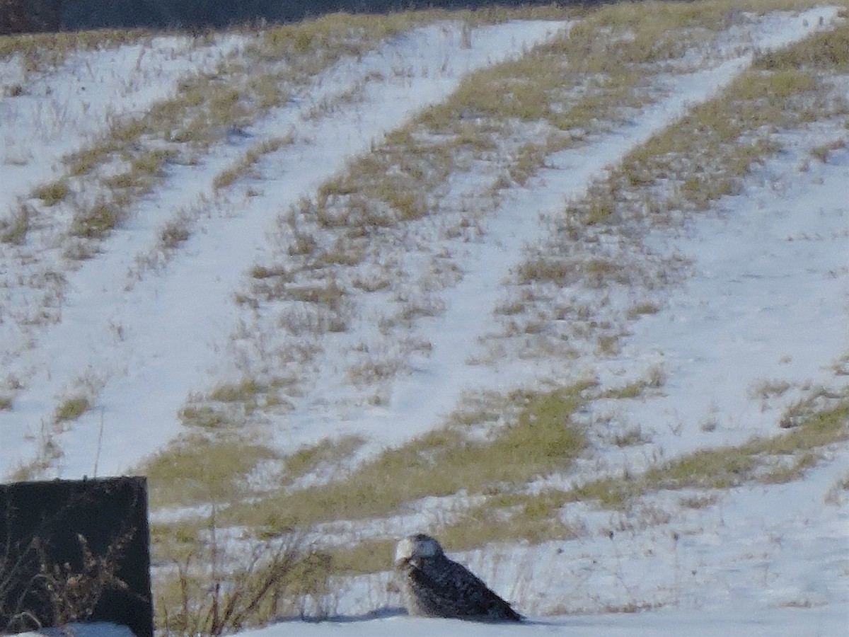 Snowy Owl - Eric Michael