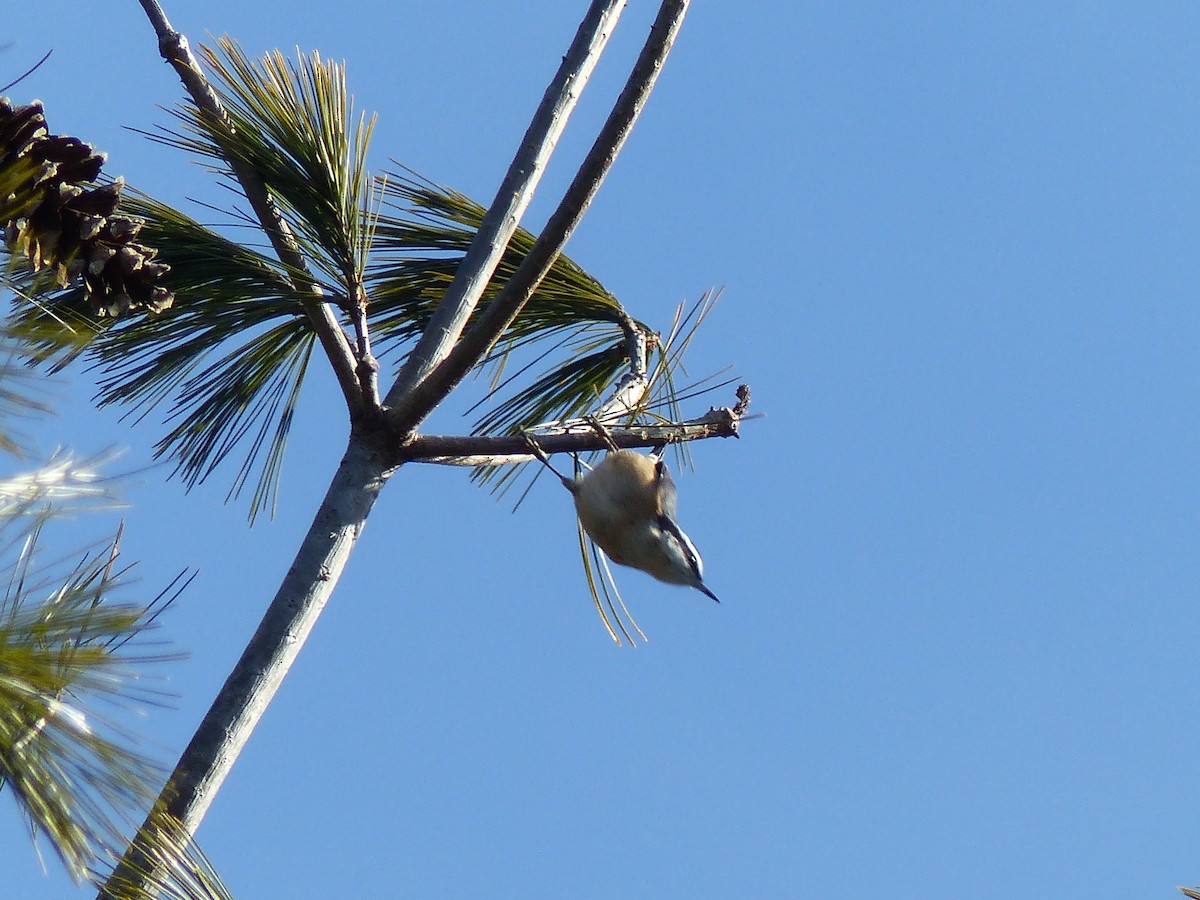 Red-breasted Nuthatch - ML78786081