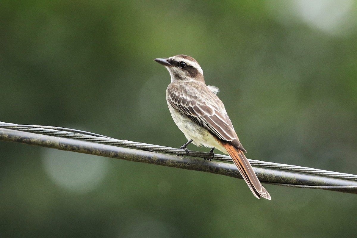 Variegated Flycatcher - ML78786831