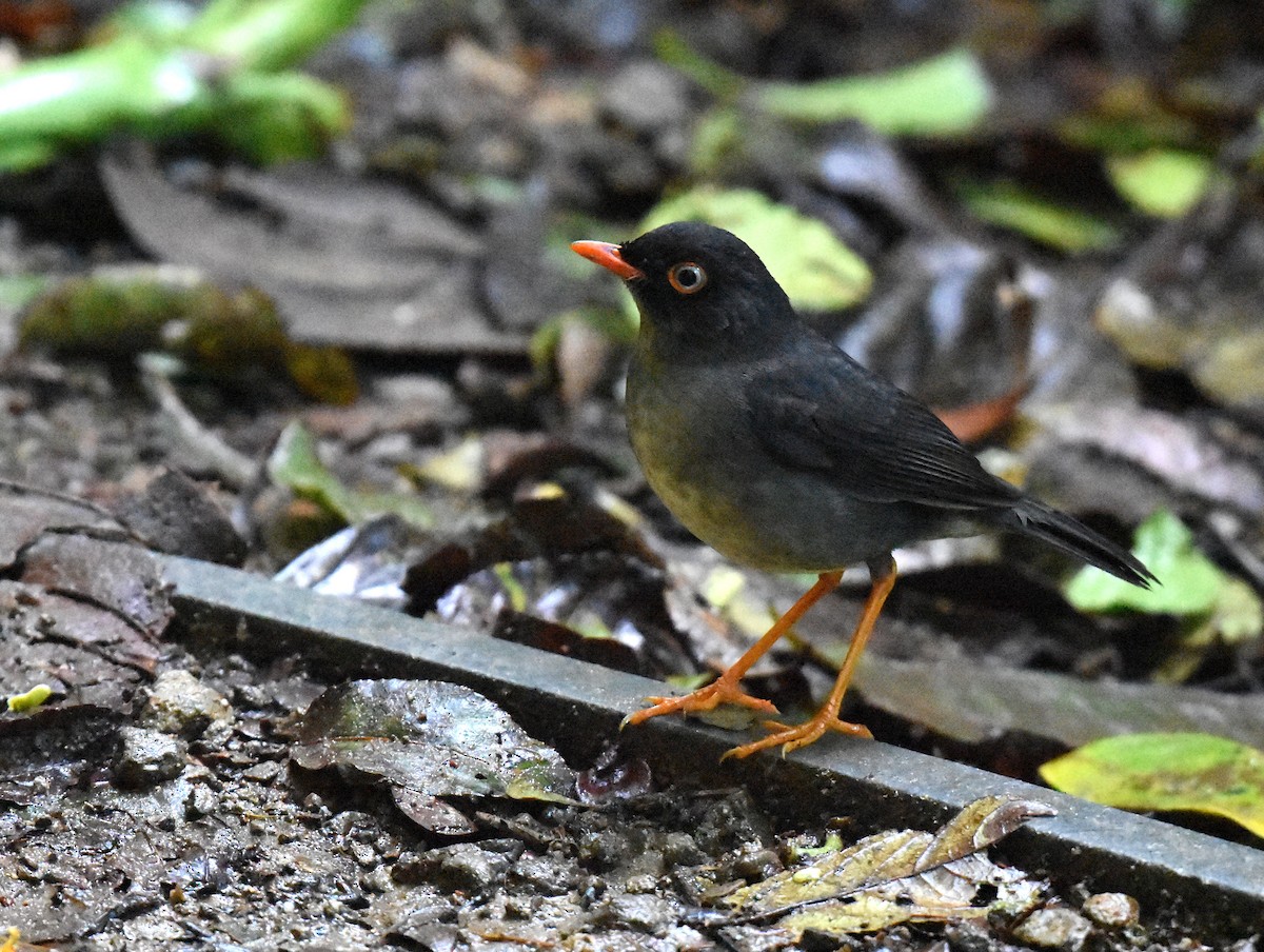 Slaty-backed Nightingale-Thrush - Jason Vassallo