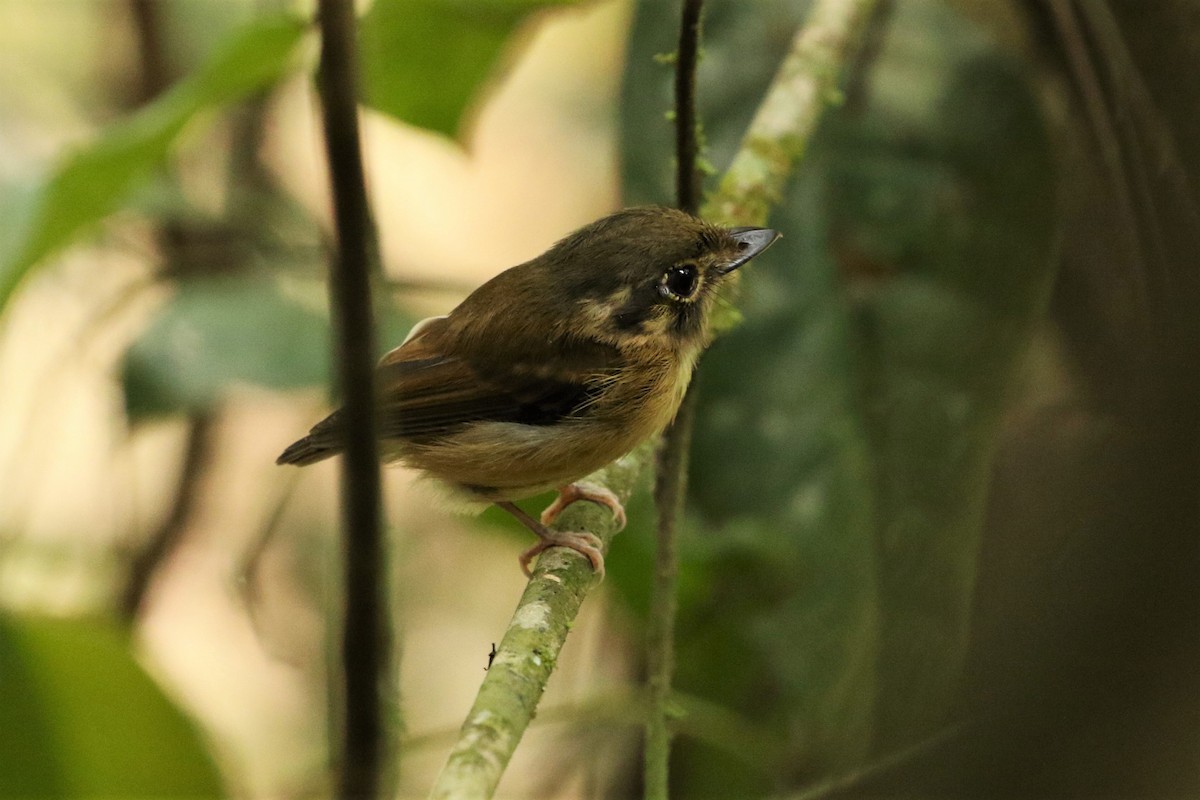 White-throated Spadebill - ML78787031