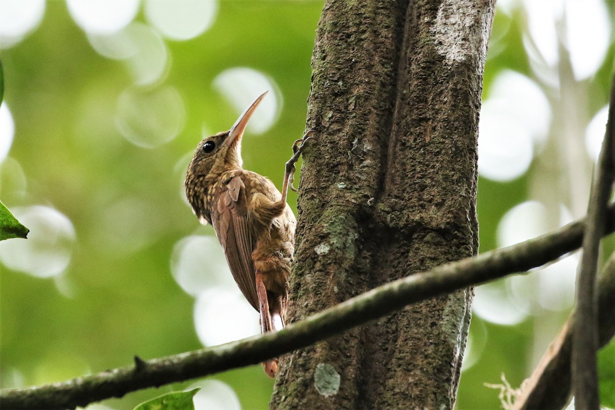 Ceara Woodcreeper - Yuri Raia