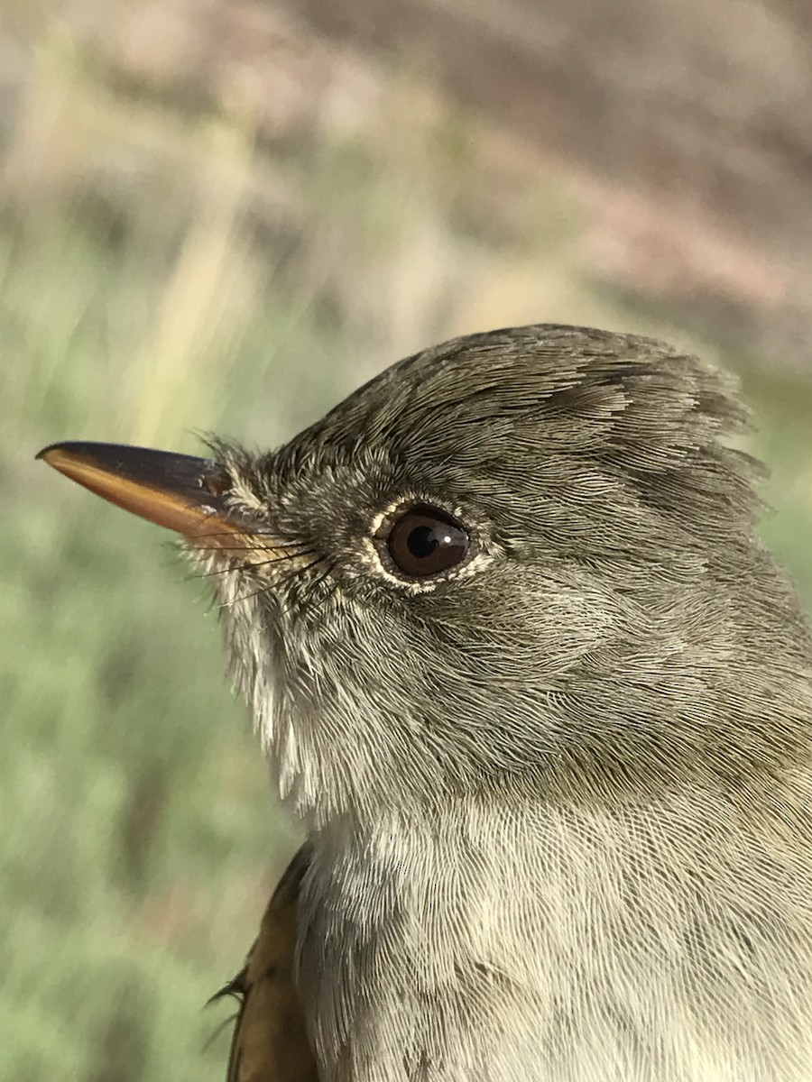 Willow Flycatcher - ML78788191