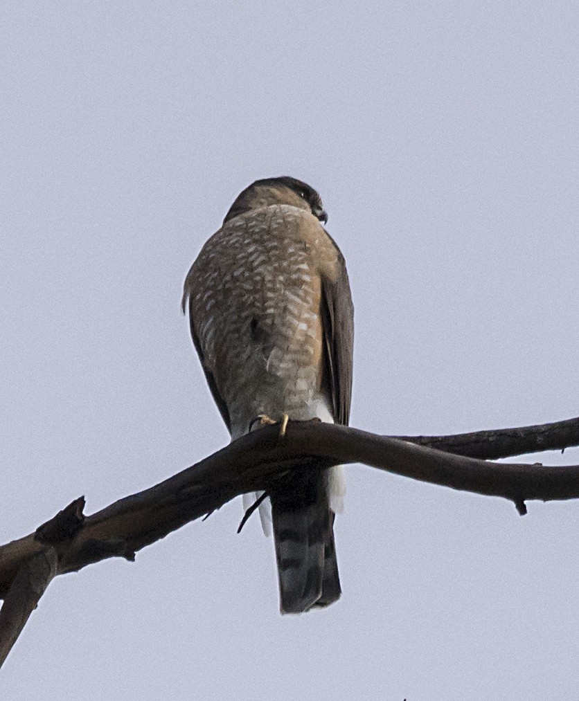 Sharp-shinned Hawk - ML78788401