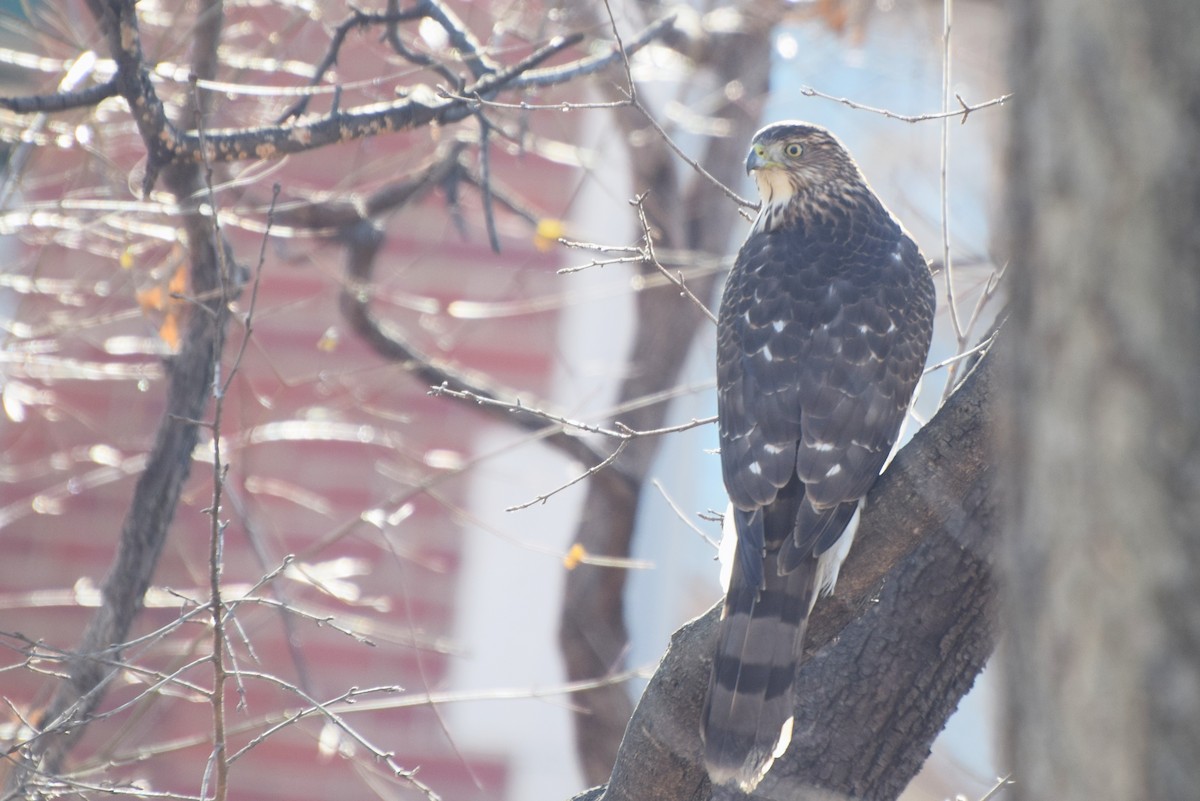 Cooper's Hawk - ML78790221