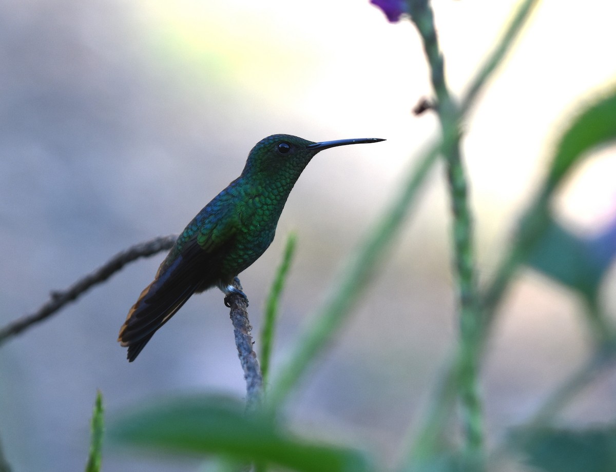 Blue-vented Hummingbird - Jason Vassallo