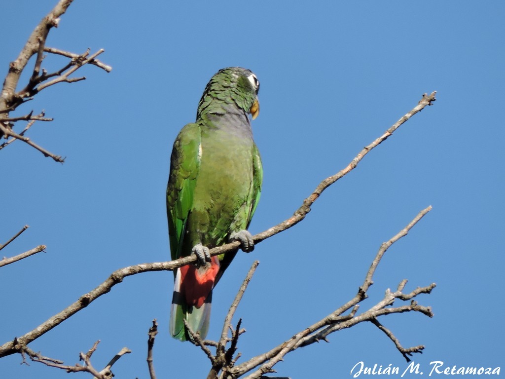 Папуга-червоногуз зеленощокий - ML78791991