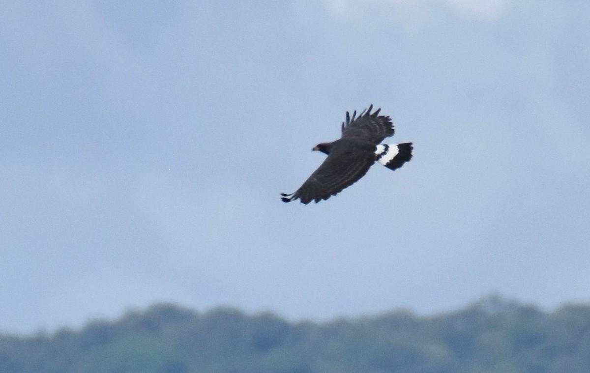 Great Black Hawk - Jason Vassallo