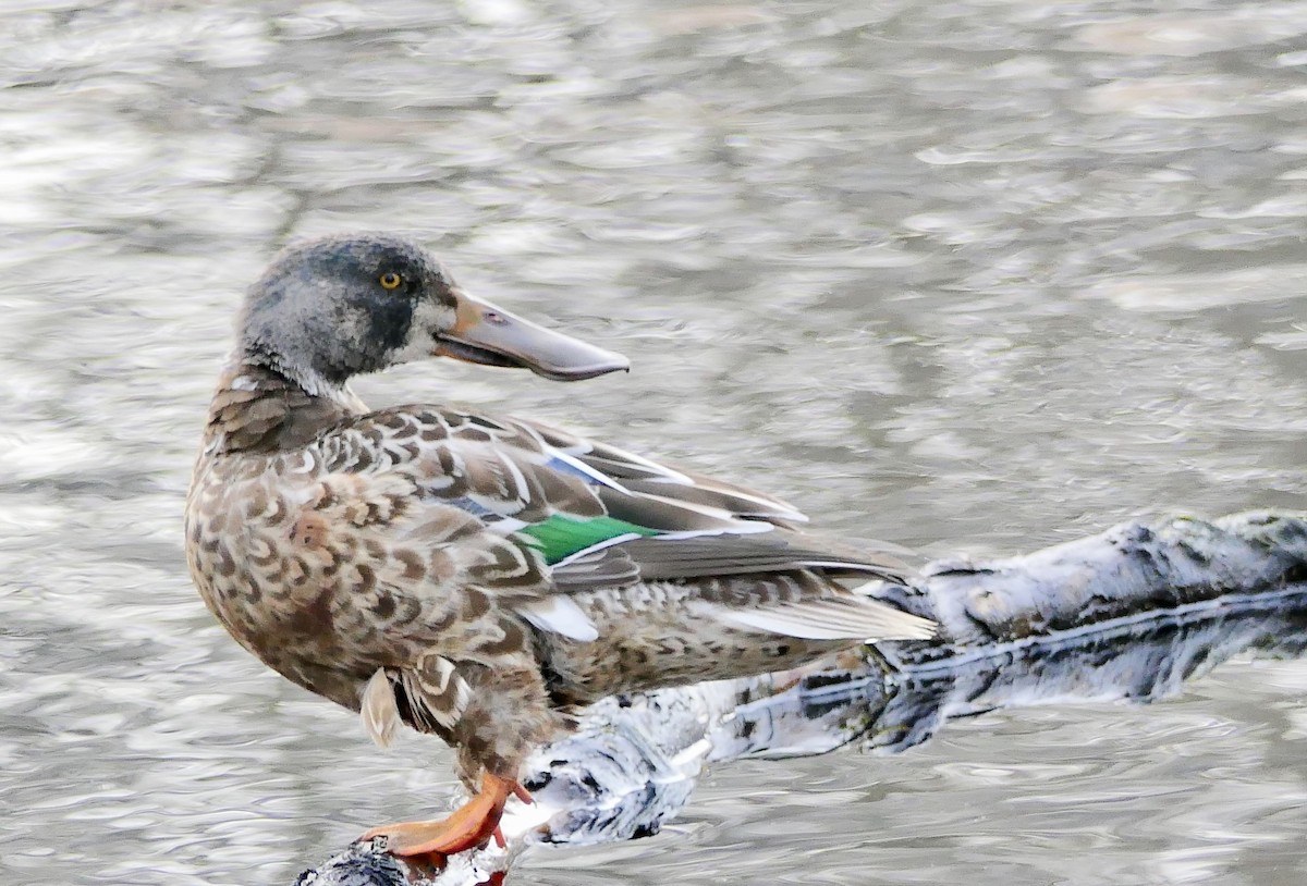 Northern Shoveler - ML78792931