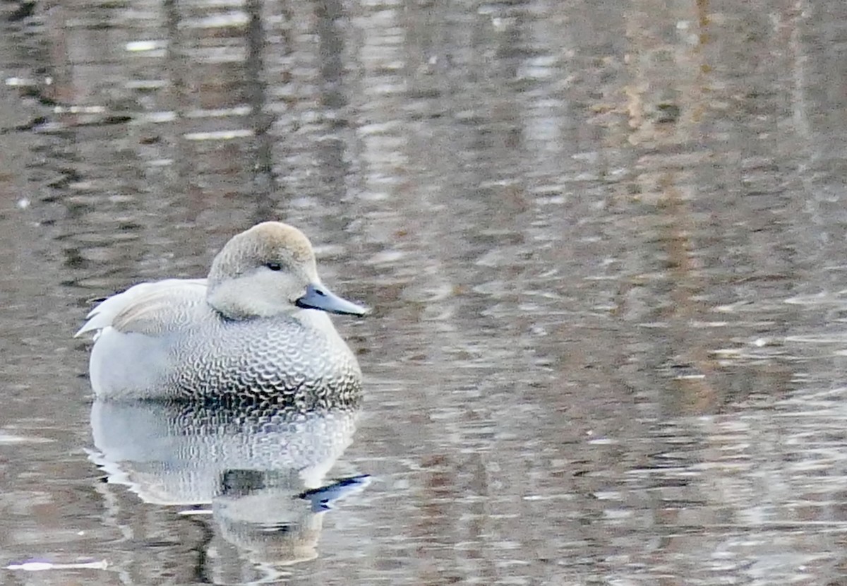 Gadwall - ML78792961