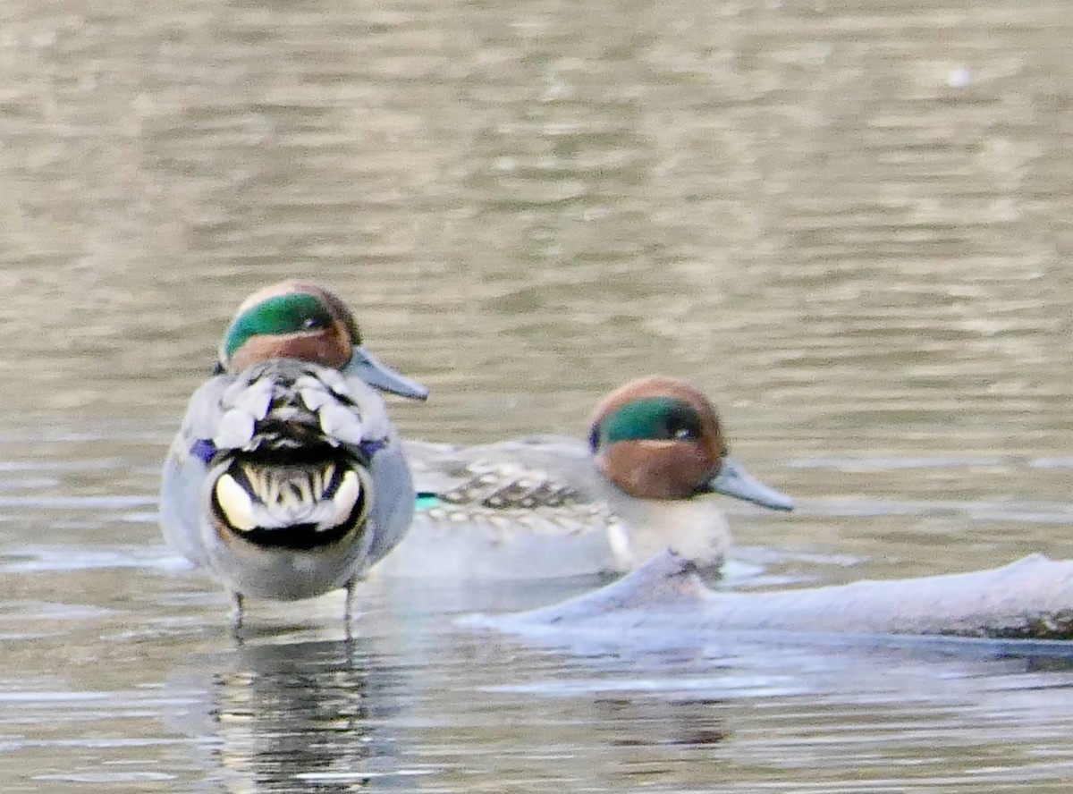 Green-winged Teal - ML78793031