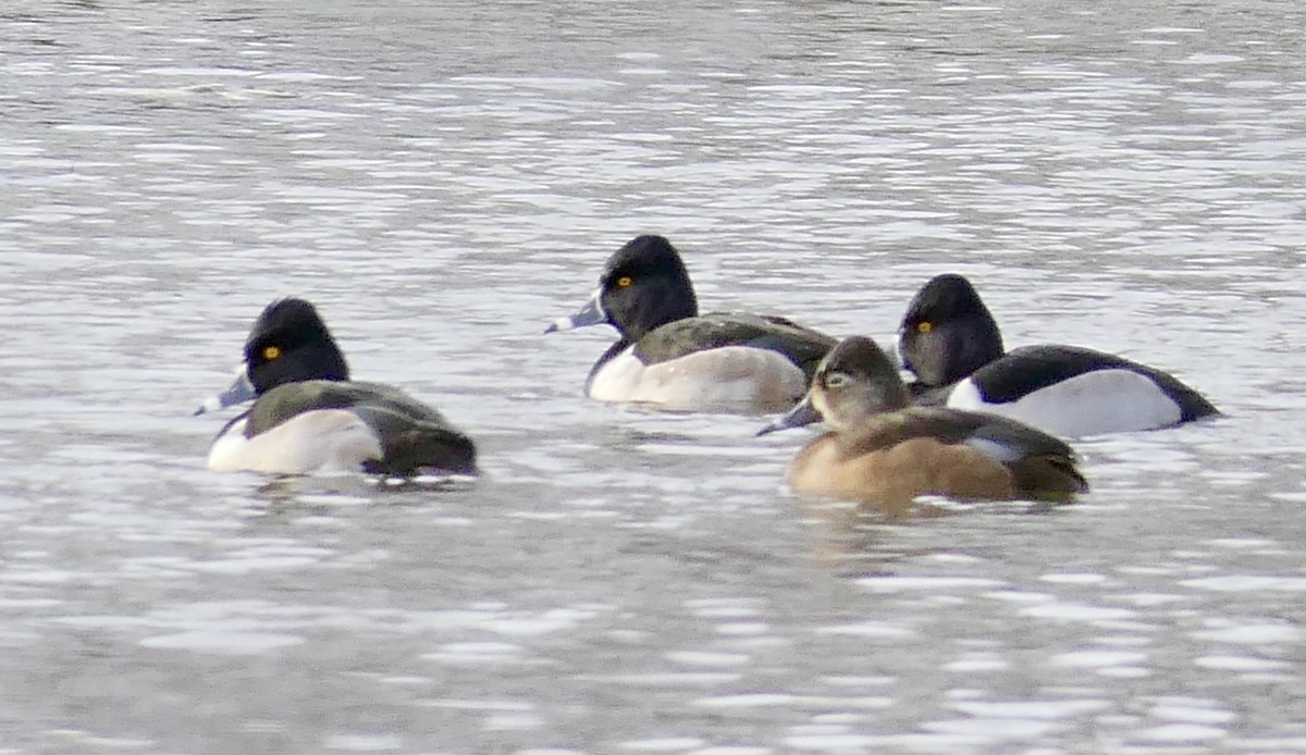 Ring-necked Duck - ML78793121