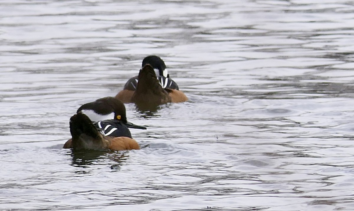 Hooded Merganser - ML78793171