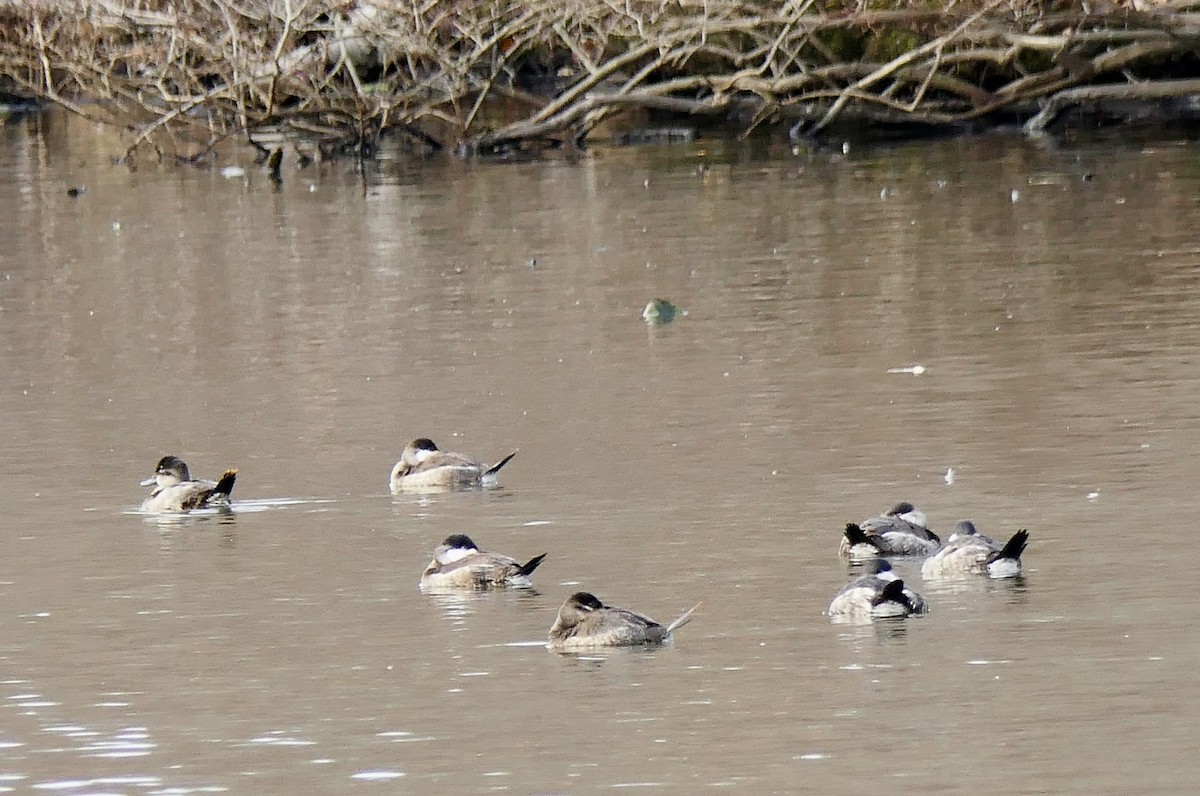 Ruddy Duck - ML78793271