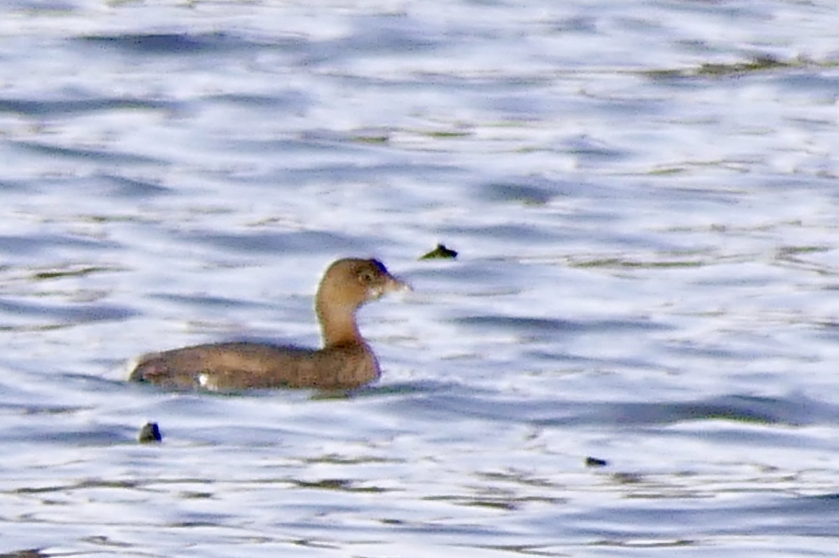 Pied-billed Grebe - ML78793341