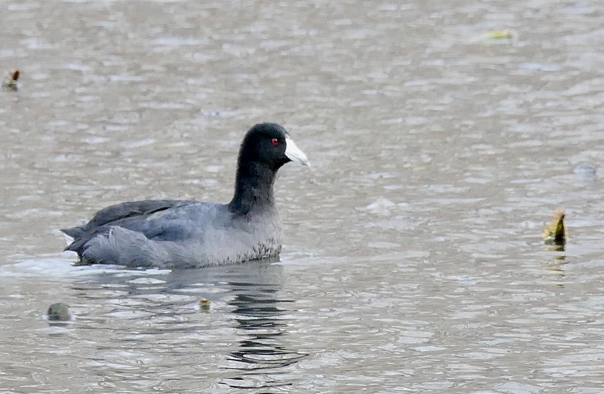 American Coot - ML78793421