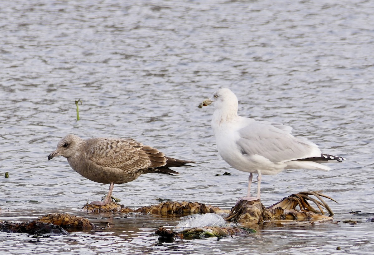 Herring Gull - ML78793501