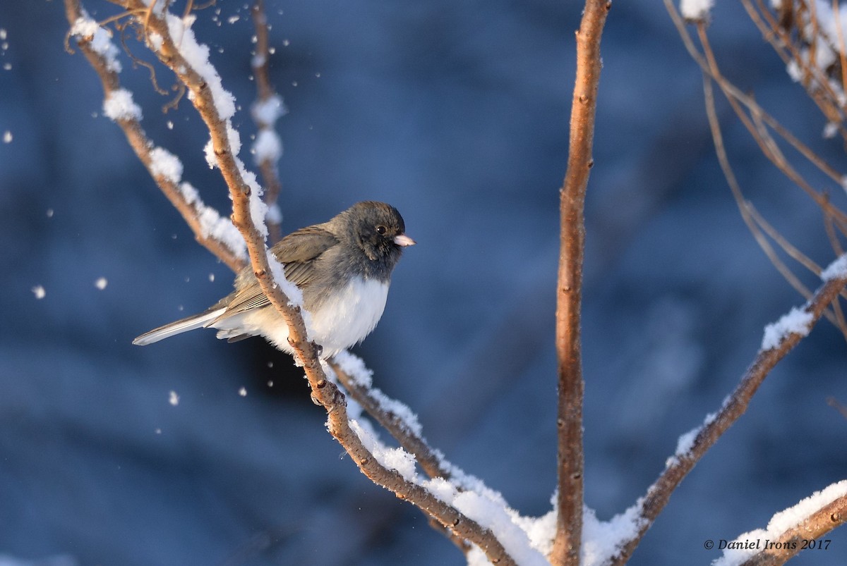 Dark-eyed Junco (Slate-colored) - Daniel Irons