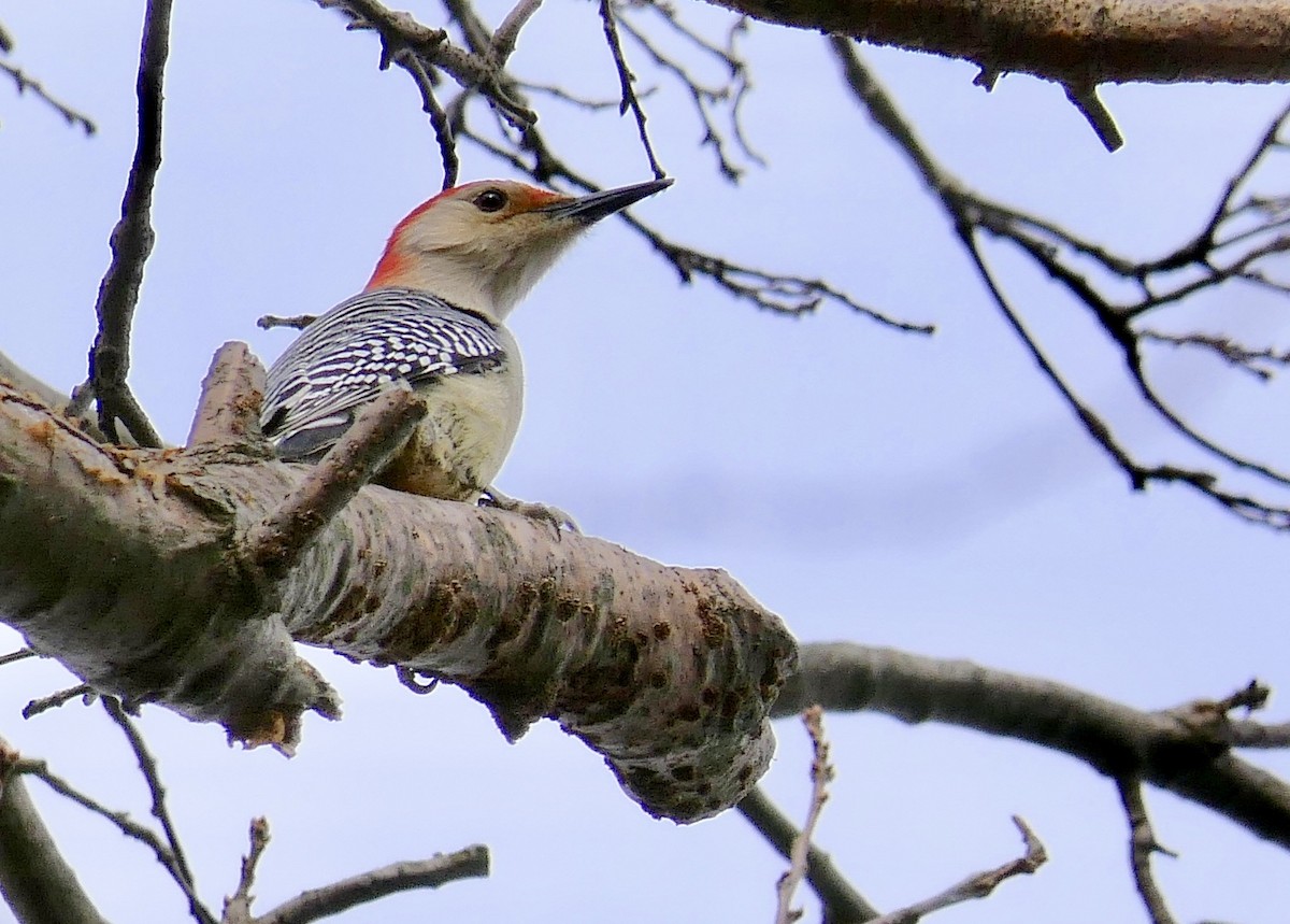 Red-bellied Woodpecker - ML78793611