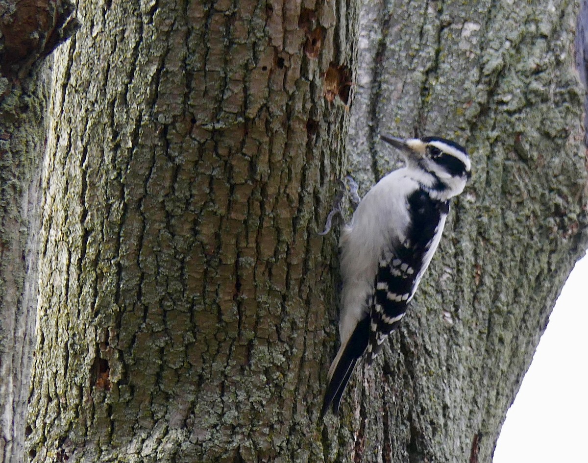 Downy Woodpecker - ML78793661