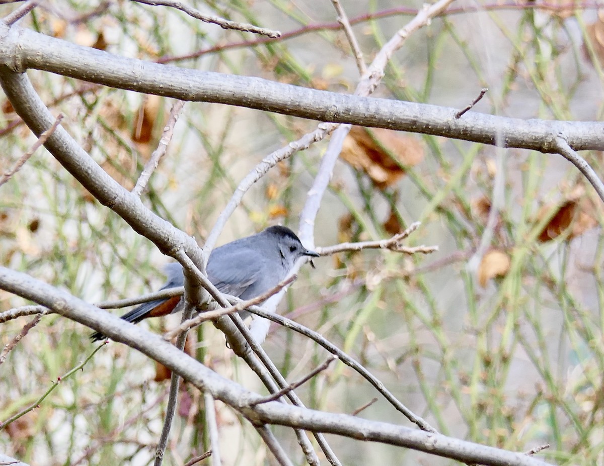 Gray Catbird - ML78793831