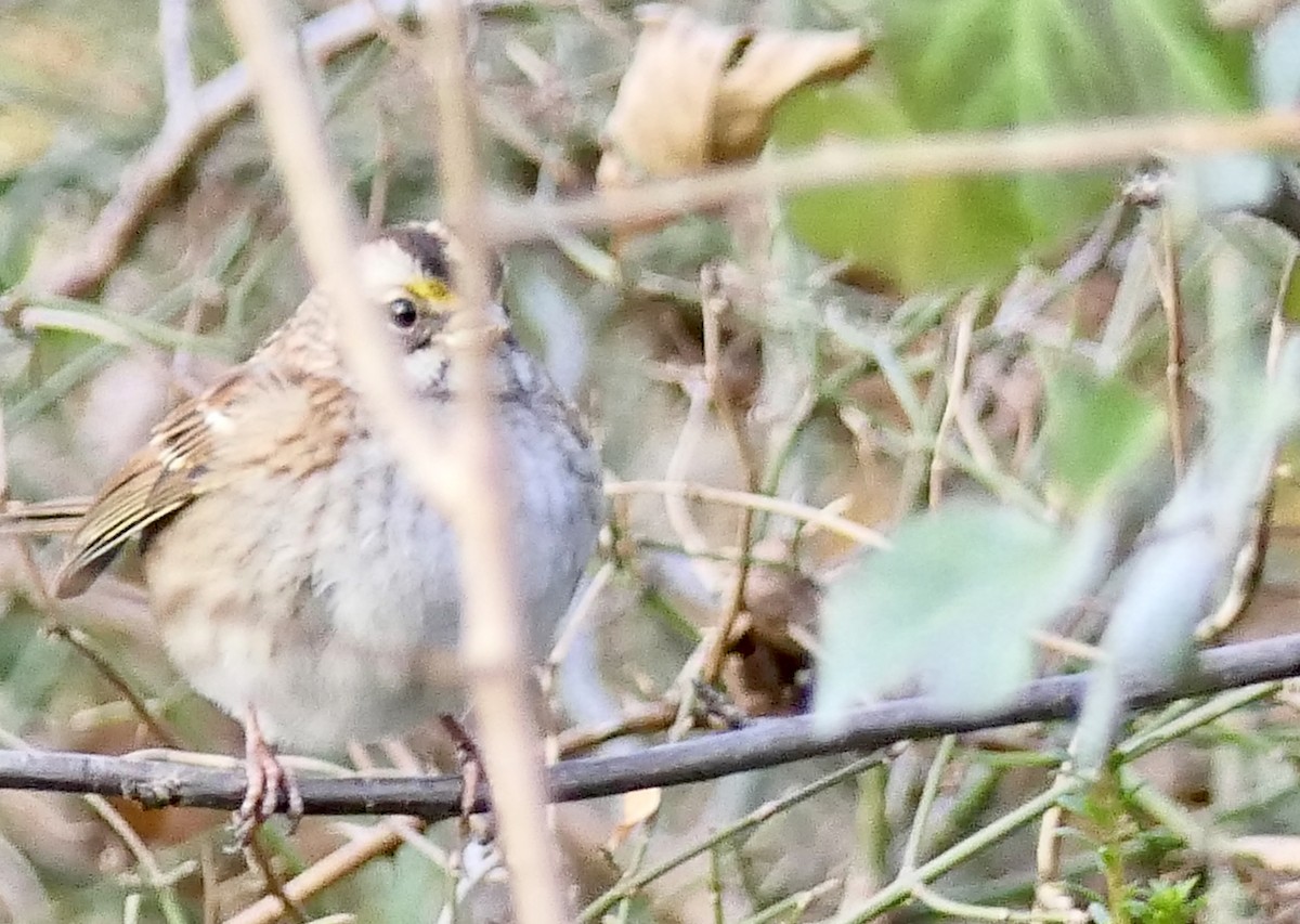 White-throated Sparrow - ML78793871