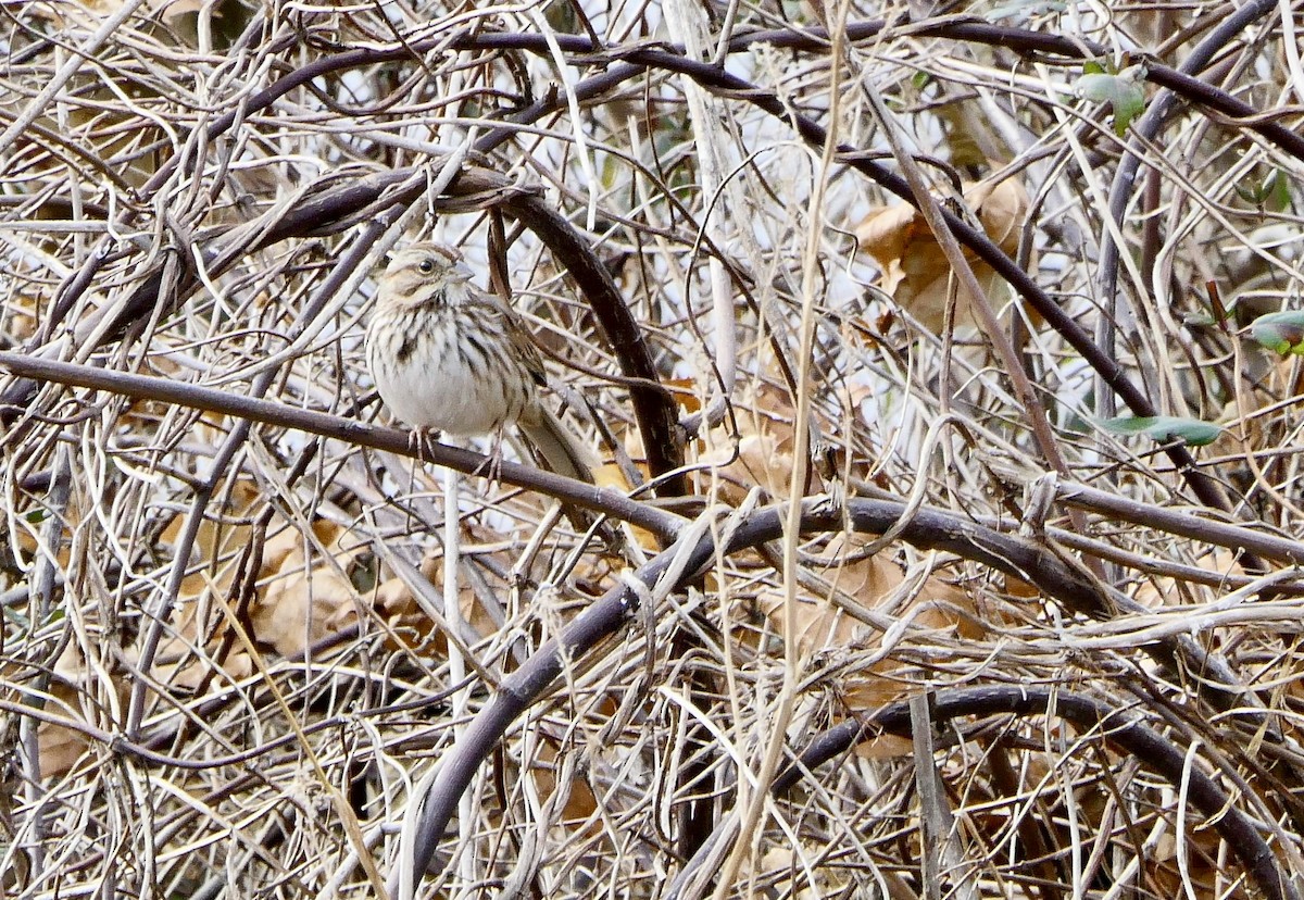 Song Sparrow - ML78793921