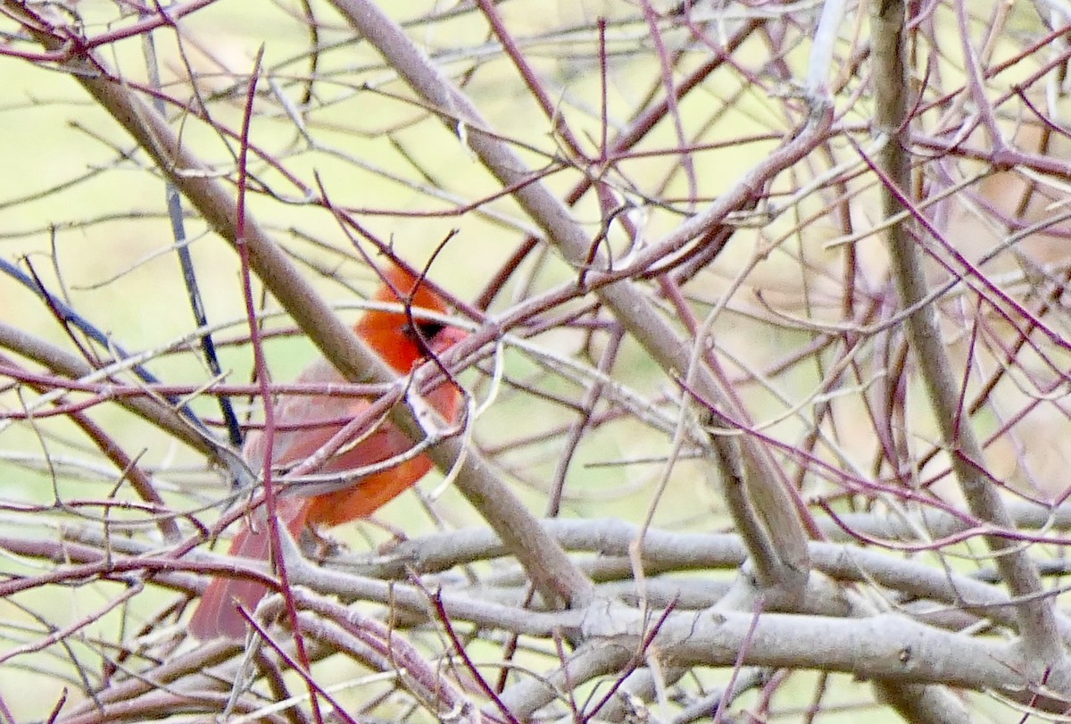 Northern Cardinal - ML78793981