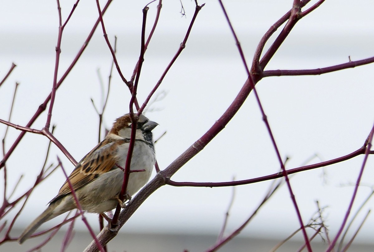 House Sparrow - ML78794011